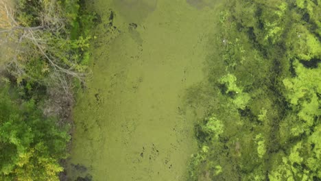algas azul-verdes sobre el lago, también llamadas cianobacterias o cianofitas