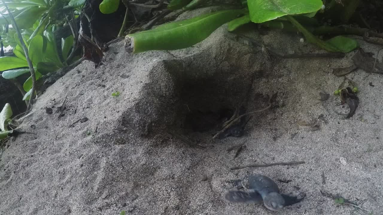 Beautiful baby turtles emerging from a sand hole to travel to the sea - close up