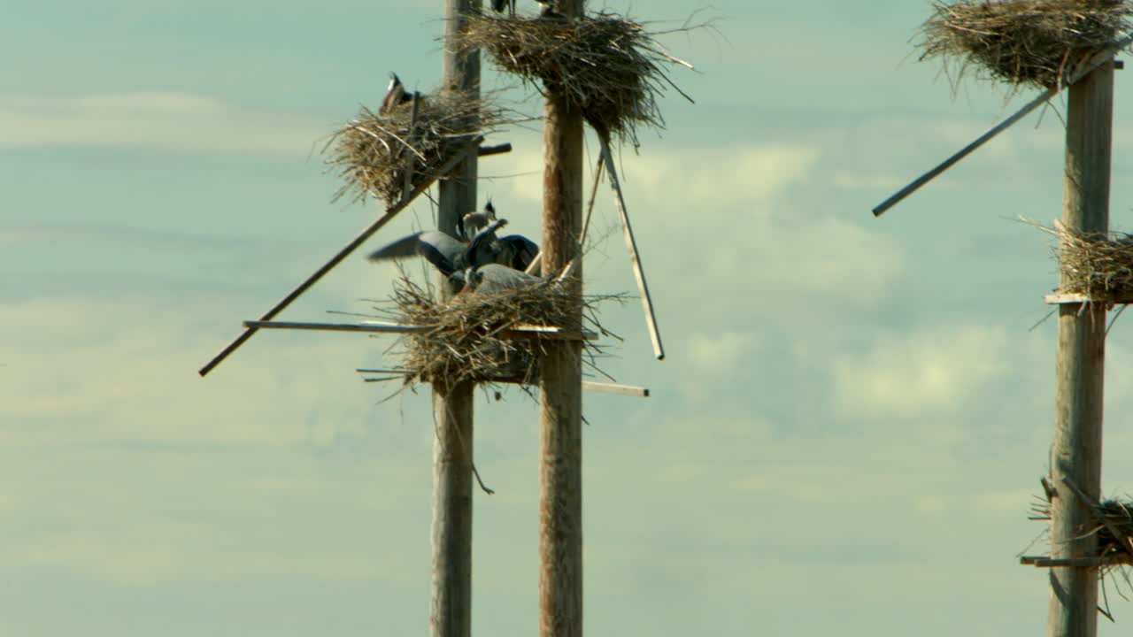 красивая большая голубая цапля прилетает и садится на сделанное человеком гнездо-убежище, чтобы побыть со своей второй половинкой и ребенком