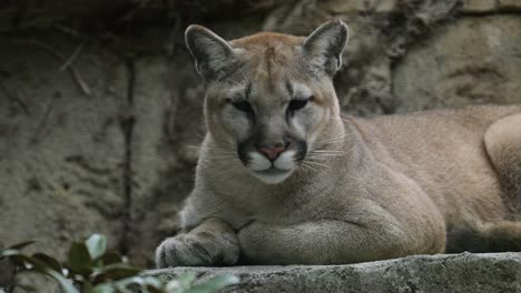 león de montaña mirando fijamente a la cámara y luego cerrando los ojos para descansar