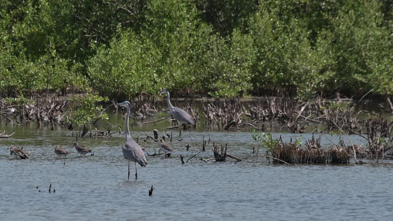 Kamera přibližuje a posouvá se doleva, zatímco tyto volavky popelavé (Ardea cinerea) jsou otočeny doleva během větrného dne v Thajsku.