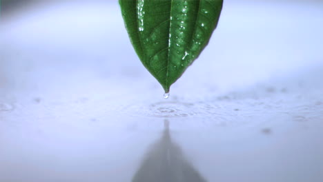 rain on a leaf in super slow motion