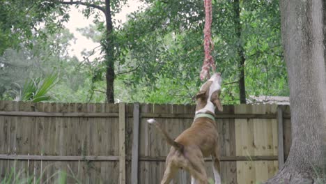 brown and white pitbull terrier mix chews on rope hanging from tree with wooden fence in background