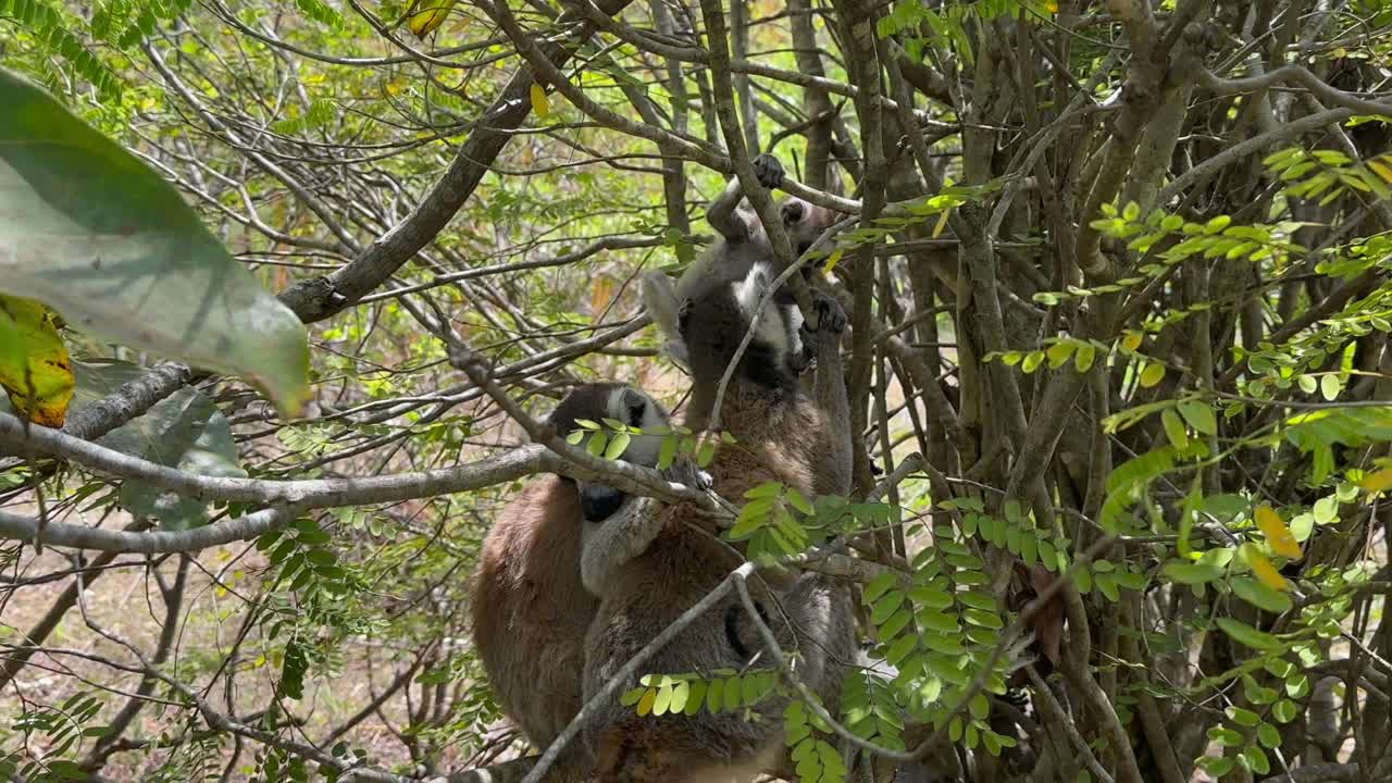 Jovem macho de lêmure-de-cauda-anelada (Lemur catta) tentando explorar a árvore onde sua família vive. Madagascar