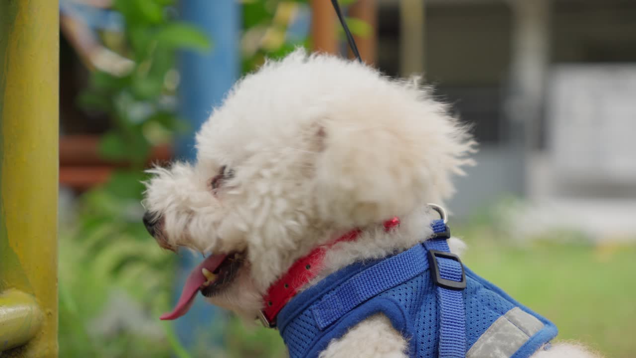 Happy white poodle wearing a blue harness sits outside with tongue out on a sunny day