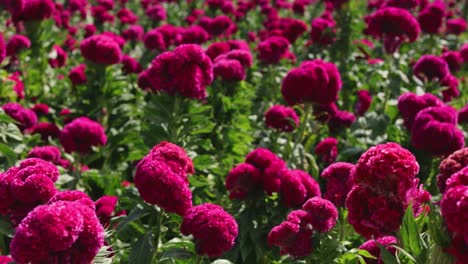 Panoramic-scene-of-a-velvet-flower-field-in-Atlixco,-México