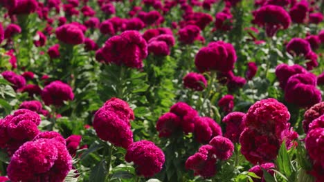 una vista panorámica de un campo de flores de terciopelo en atlixco, méxico
