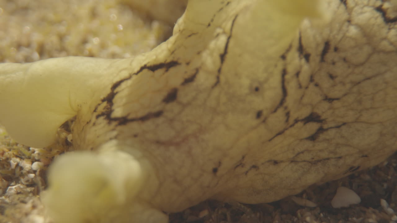 un primer plano de las criaturas marinas submarinas