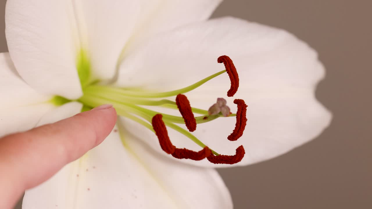 A finger gently touches the anthers of a white lily in a close-up, well-lit setting