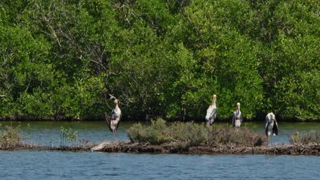 Four-individuals-resting-and-preening-as-they-dry-their-feathers,-Painted-Stork-Mycteria-leucocephala,-Thailand