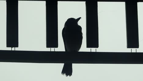 Butcherbird-Silohuette-Posado-En-El-Porche-Voladizo-Australia-Gippsland-Victoria-Maffra