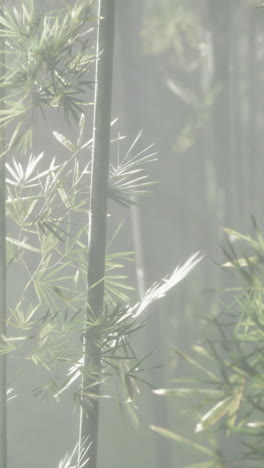 misty bamboo forest