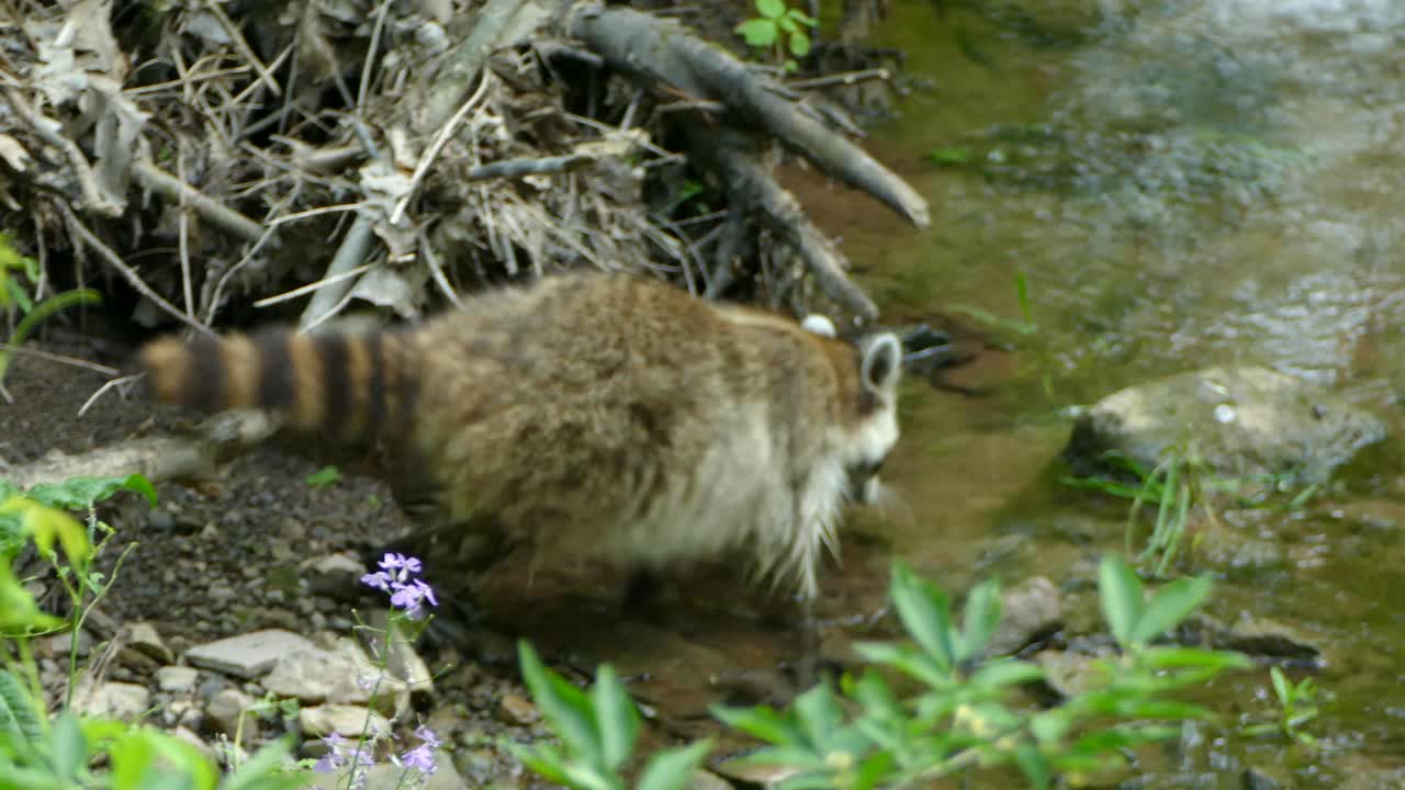 mapache peludo sale del bosque y se aventura río arriba de un pequeño arroyo en el bosque