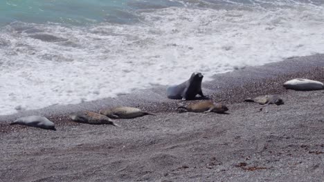 elephant seals resting on sandy coastline with splashing sea waves in patagonia, argentina