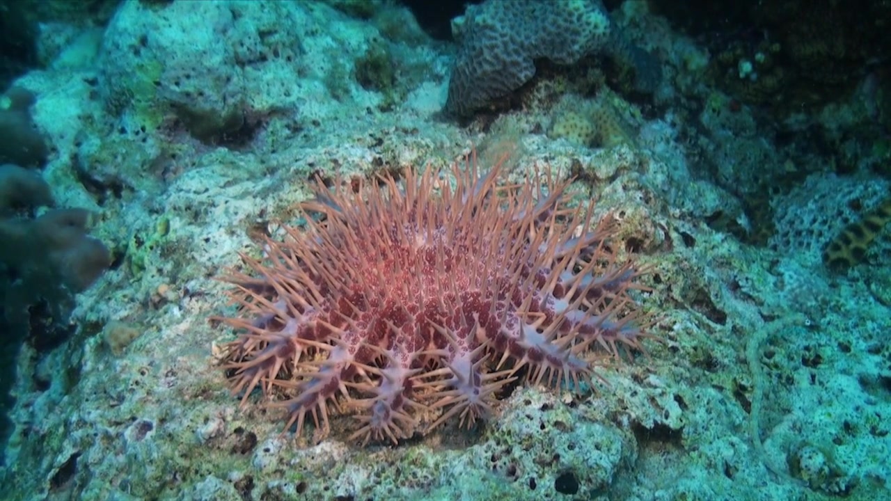 Una stella marina corona di spine che si muove sulla barriera corallina nel Mar Rosso