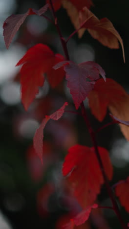 hojas de otoño rojas vibrantes se balancean suavemente contra un fondo de enfoque suave con árboles verdes exuberantes, movimiento delicado captura la belleza estacional, destacando ricos tonos cálidos
