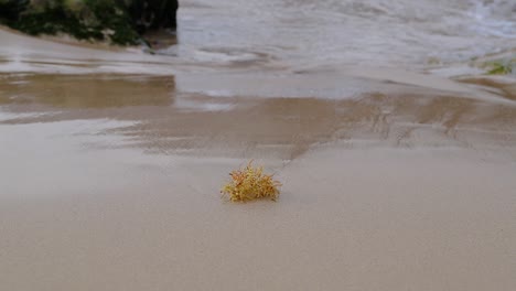 isolated yellow seaweed on sandy beach with sea water creeping in the scene 50fps hd static shot porto santo - portugal