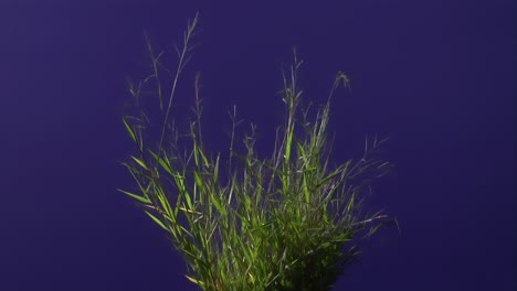 planta de tierra con fondo de pantalla azul