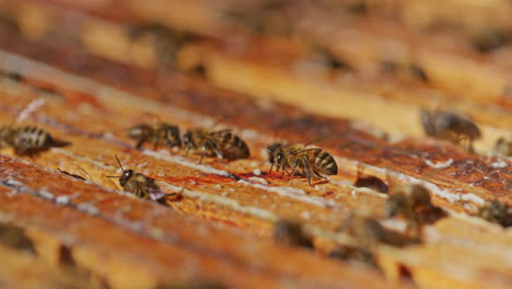 Blick-Auf-Die-Arbeitenden-Bienen-Im-Bienenstock