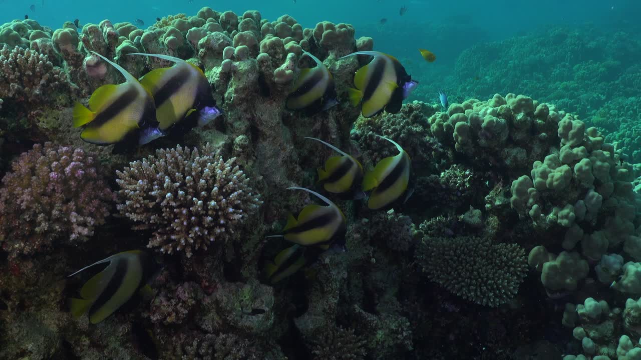一群飄帶魚在紅海的珊瑚礁上