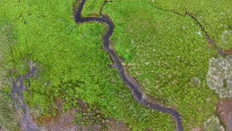 aerial drone shot of a winding river flowing through a lush green forested wetland landscape