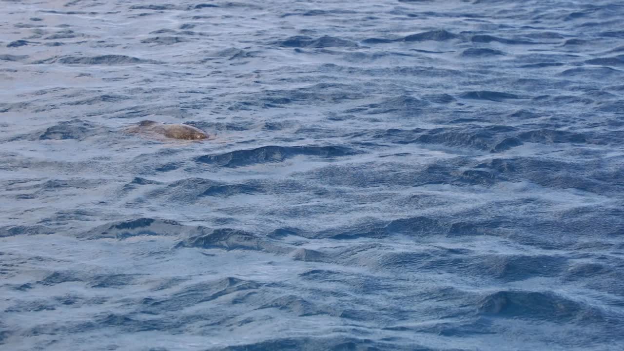 수면에서 수영하는 거북이, 깊고 푸른 태평양에서 다이빙, 하와이 슬로우 모션