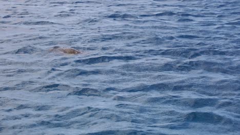 Turtle-swimming-on-water-surface,-diving-in-deep-blue-Pacific-Ocean,-Hawaii-Slow-motion