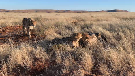 Adult-Cheetah-approaches-three-siblings-as-they-lick,-clean-each-other