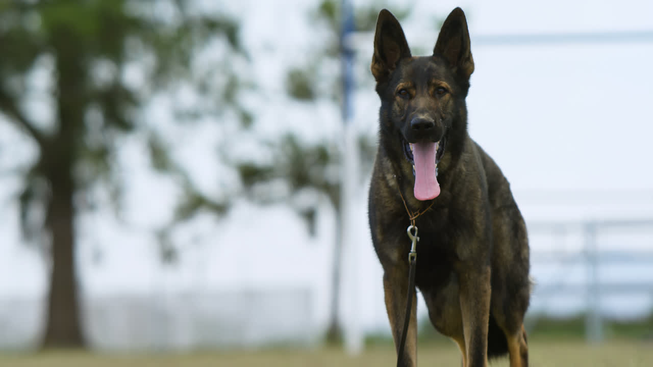 perro pastor de pie en el campo 4k