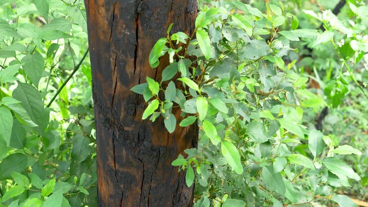 Piante Verdi Lussureggianti Intorno all'Albero Annerito - Bosco in Ricrescita Dopo l'Incendio - Australia