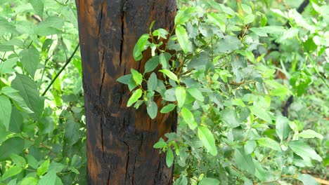 Lush-Green-Plants-Around-The-Blackened-Tree---Regrowth-Woodland-After-Bush-Fire---Australia