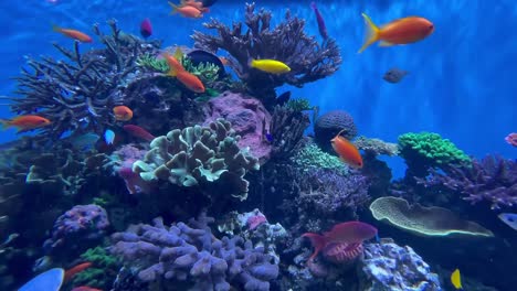 Tropical-reef-aquarium-with-an-assortment-of-colorful-exotic-fish