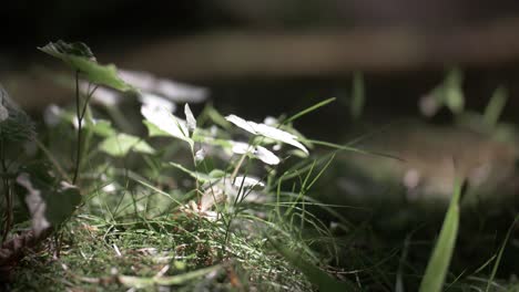 nature small plants on ground