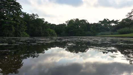 Hermoso-Lago-Forestal,-Agua-Con-Reflejo-De-árboles,-Ambiente-Tranquilo-De-La-Naturaleza-Temprano-En-La-Mañana