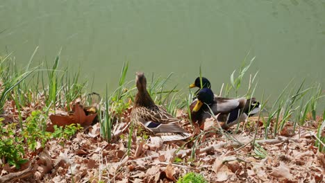 ducks watching some ducklings playing