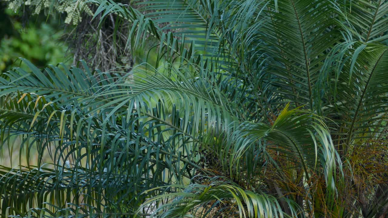 Great kiskadee Perched In Branch Hidden By Palm Leaf. Locked Off