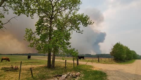 cows grazing in field with forest fires burning in background in alberta, canada