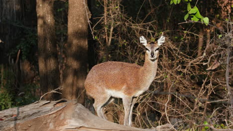 Klipspringer-Hembra-Mirando-A-La-Cámara-Mientras-Rumia-En-La-Naturaleza