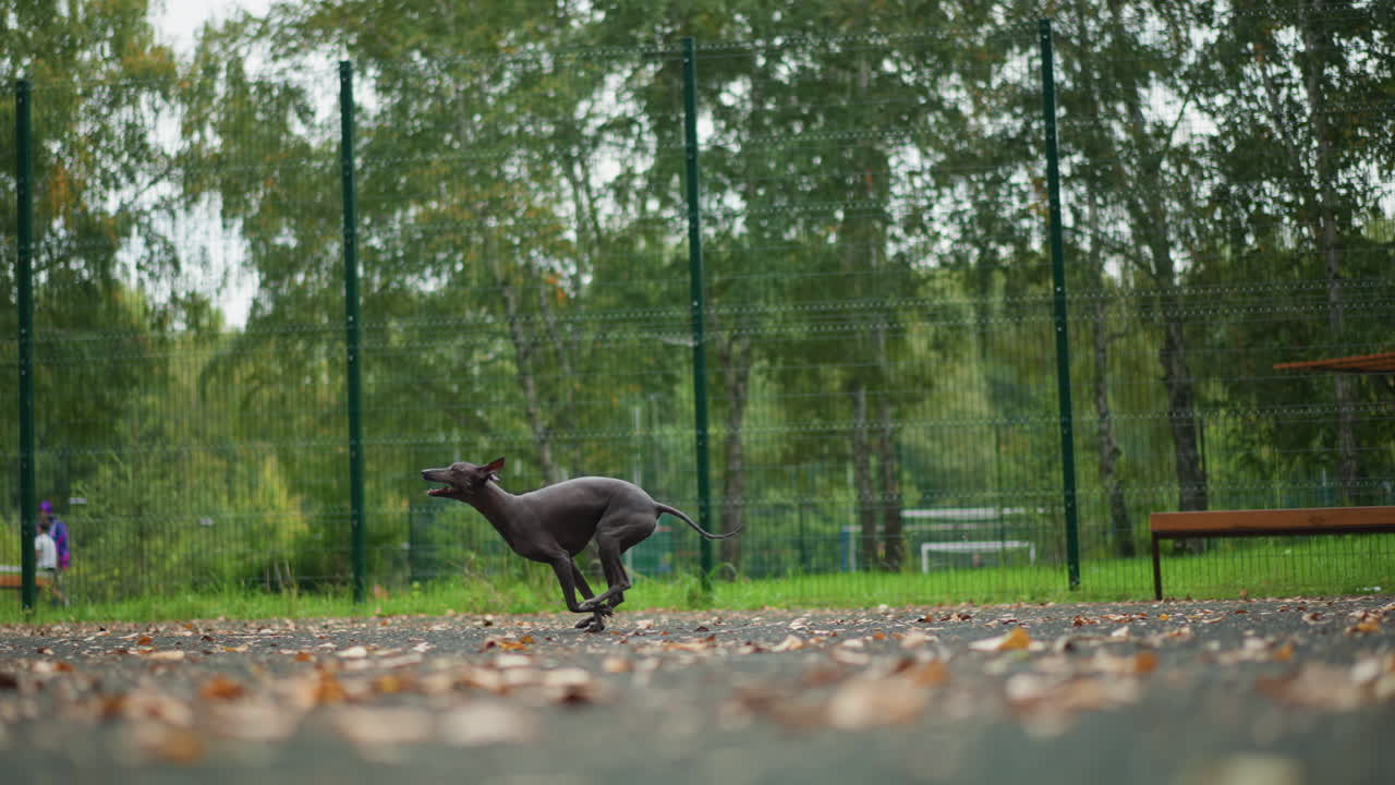 White Boy Running With Playful Dog Across Outdoor Court, Energetic Childhood Play With Chase And Laughter, Leaves On Ground And Green Fence Backdrop, Carefree Motion And Joyful Companionship