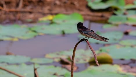 a small fast moving bird which is found almost everywhere in the world, most of the time flying around to catch some small insects