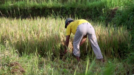 Slow-motion:-Traditional-male-Farmer-Harvesting-Paddy-Plant-on-Rice-Field-during-sunny-day