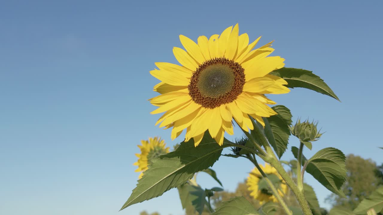 Lavvinkelbilde av en blomstrende solsikke mot en klar blå himmel, som symboliserer sommer, natur og vekst.
