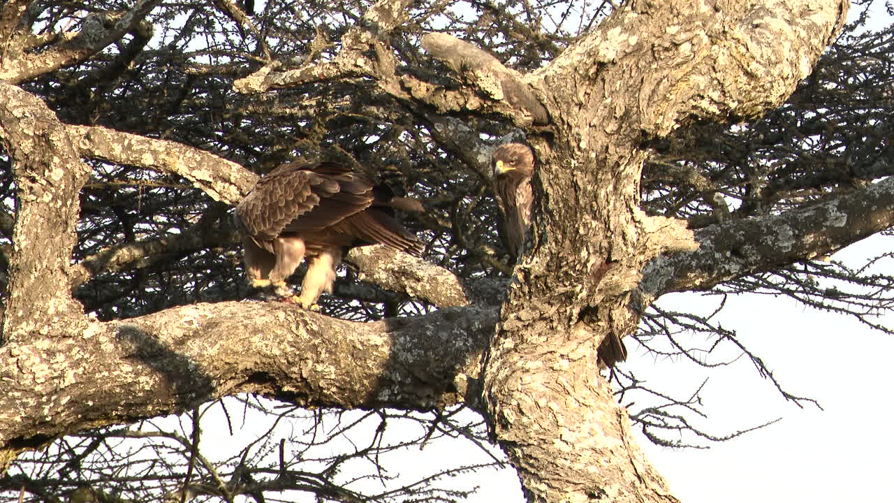 águila leonada comiendo su captura mientras se sienta en una rama
