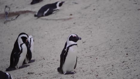 group of penguins standing at the beach and resting in during summer in slow motion south africa