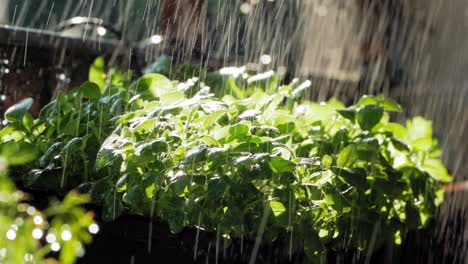 close up of rain falling on oregano plant leaves in garden, lit by sun from behind