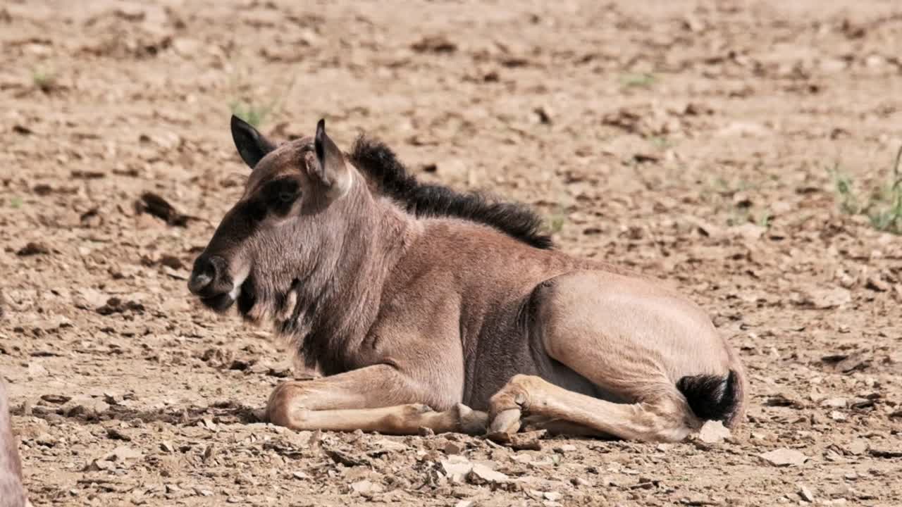 A baby calf wildebeest laying down and resting