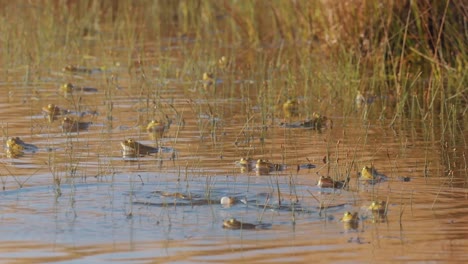 Estanque-Pantanoso-Lleno-De-Ranas-En-Agua-Estancada-En-Temporada-De-Apareamiento