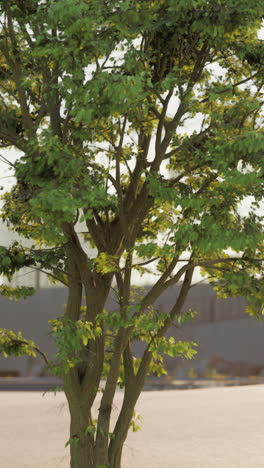 small tree with green leaves in front of building