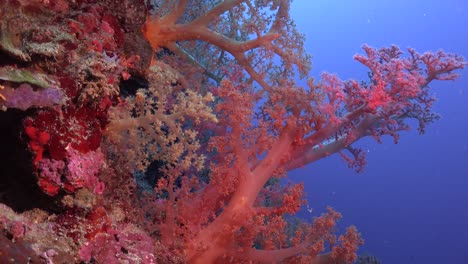 soft coral on tropical coral reef.
