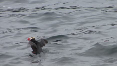 Erwachsener-Büscheliger-Papageientaucher,-Der-Im-Sommer-In-Alaska-Schwimmt-Und-Ihre-Flügel-Ausdehnt